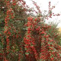 Cotoneaster pannosus fruits P17